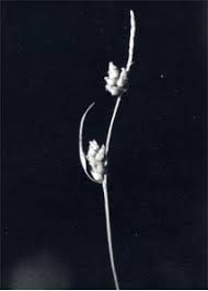 Attēlu rezultāti vaicājumam “Carex globularis flower”