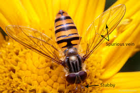 Attēlu rezultāti vaicājumam “Syrphidae”