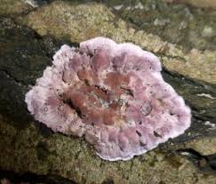 Attēlu rezultāti vaicājumam “Chondrostereum purpureum”