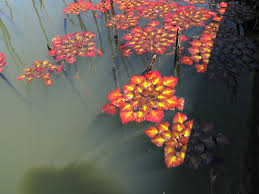 Attēlu rezultāti vaicājumam “Trapa natans”