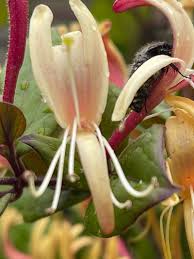 Attēlu rezultāti vaicājumam “Lonicera caprifolium”
