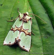 Attēlu rezultāti vaicājumam “Staurophora celsia”