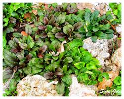 Attēlu rezultāti vaicājumam “Ajuga reptans leaf”