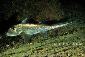 Image result for Hydrolagus colliei