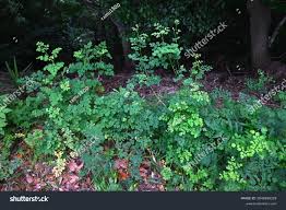 Attēlu rezultāti vaicājumam “Thalictrum minus leaf”