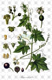 Attēlu rezultāti vaicājumam “Bryonia alba fruit”