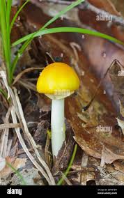 Attēlu rezultāti vaicājumam “Bolbitius vitellinus”