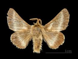 Attēlu rezultāti vaicājumam “Malacosoma castrensis male”