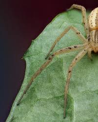 Attēlu rezultāti vaicājumam “Tibellus oblongus”