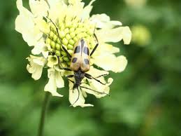 Attēlu rezultāti vaicājumam “Pachyta quadrimaculata”