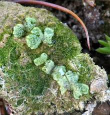 Attēlu rezultāti vaicājumam “Riccia cavernosa”