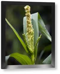 Attēlu rezultāti vaicājumam “Zea mays male flower”