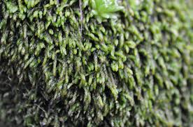 Attēlu rezultāti vaicājumam “Bryum amblyodon”