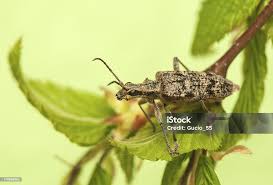 Attēlu rezultāti vaicājumam “Rhagium inquisitor”