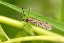 Attēlu rezultāti vaicājumam “Limoniidae”