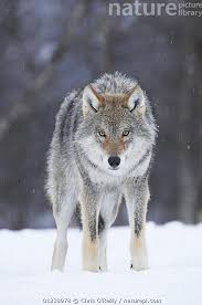 Attēlu rezultāti vaicājumam “Canis lupus”