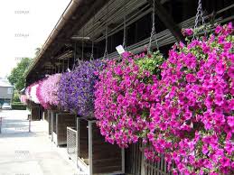 Image result for Petunie