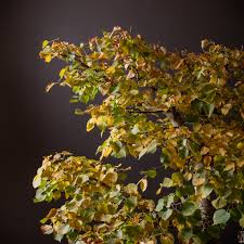 Attēlu rezultāti vaicājumam “Tilia cordata leaf”