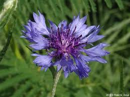Image result for Centaurea cyanus