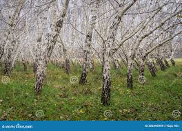 Attēlu rezultāti vaicājumam “Betula pendula var. carelica”