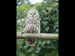 Attēlu rezultāti vaicājumam “Strix uralensis adult”