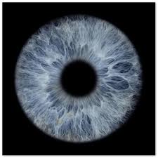 Image result for Iris