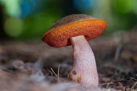 Attēlu rezultāti vaicājumam “Sutorius luridiformis”