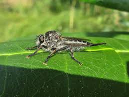 Attēlu rezultāti vaicājumam “Asilidae”
