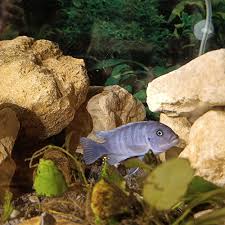 Risultati immagini per cynotilapia pulpican