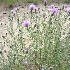 Attēlu rezultāti vaicājumam “Centaurea stoebe leaf”