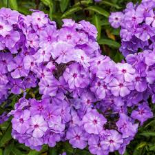 Image result for Phlox (großblumig)