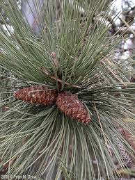 Attēlu rezultāti vaicājumam “Pinus ponderosa fruit”