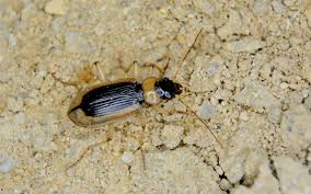 Attēlu rezultāti vaicājumam “Nebria livida”