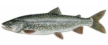 Image result for Salvelinus namaycush