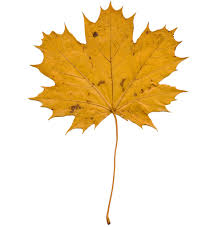 Attēlu rezultāti vaicājumam “Acer platanoides leaf”