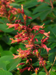 Attēlu rezultāti vaicājumam “Aesculus x hybrida bud”