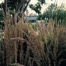 Attēlu rezultāti vaicājumam “Calamagrostis canescens fruit”
