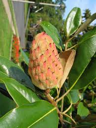 Attēlu rezultāti vaicājumam “Magnolia acuminata fruit”