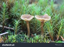 Attēlu rezultāti vaicājumam “Lichenomphalia umbellifera”