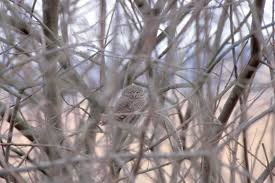 Attēlu rezultāti vaicājumam “Glaucidium passerinum”