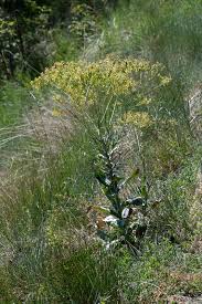 Image result for Isatis tinctoria