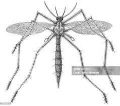 Attēlu rezultāti vaicājumam “Tipulidae”
