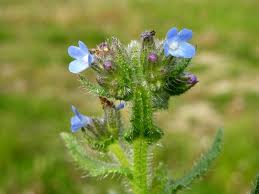 Attēlu rezultāti vaicājumam “Anchusa arvensis”