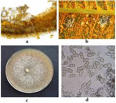 Attēlu rezultāti vaicājumam “Coleosporium sp.”