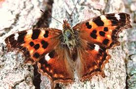 Attēlu rezultāti vaicājumam “Nymphalis xanthomelas underside”