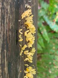 Attēlu rezultāti vaicājumam “Calocera pallidospathulata”