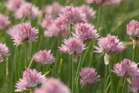 Image result for Allium schoenoprasum
