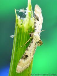 Attēlu rezultāti vaicājumam “Eupithecia centaureata”