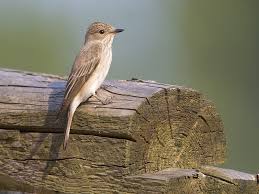 Attēlu rezultāti vaicājumam “Muscicapa striata”