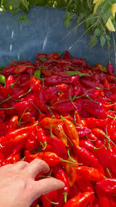 Afbeeldingsresultaat voor paper lantern hot pepper